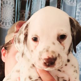 Boy 10 - Dalmatian puppy in Westfield, Massachusetts from Adopt A Spot New England
