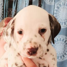 Boy 10 - Dalmatian puppy in Westfield, Massachusetts from Adopt A Spot New England