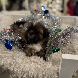 Princess Fiona - Black gold and white female Shih Tzu puppy in Kent, Washington from Exclusively Shih Tzu's LLC