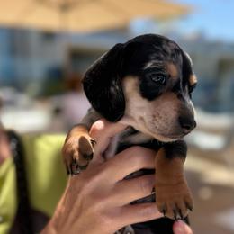 Maverick - Dapple male Dachshund puppy in El Cajon, California from Lisa Buxton