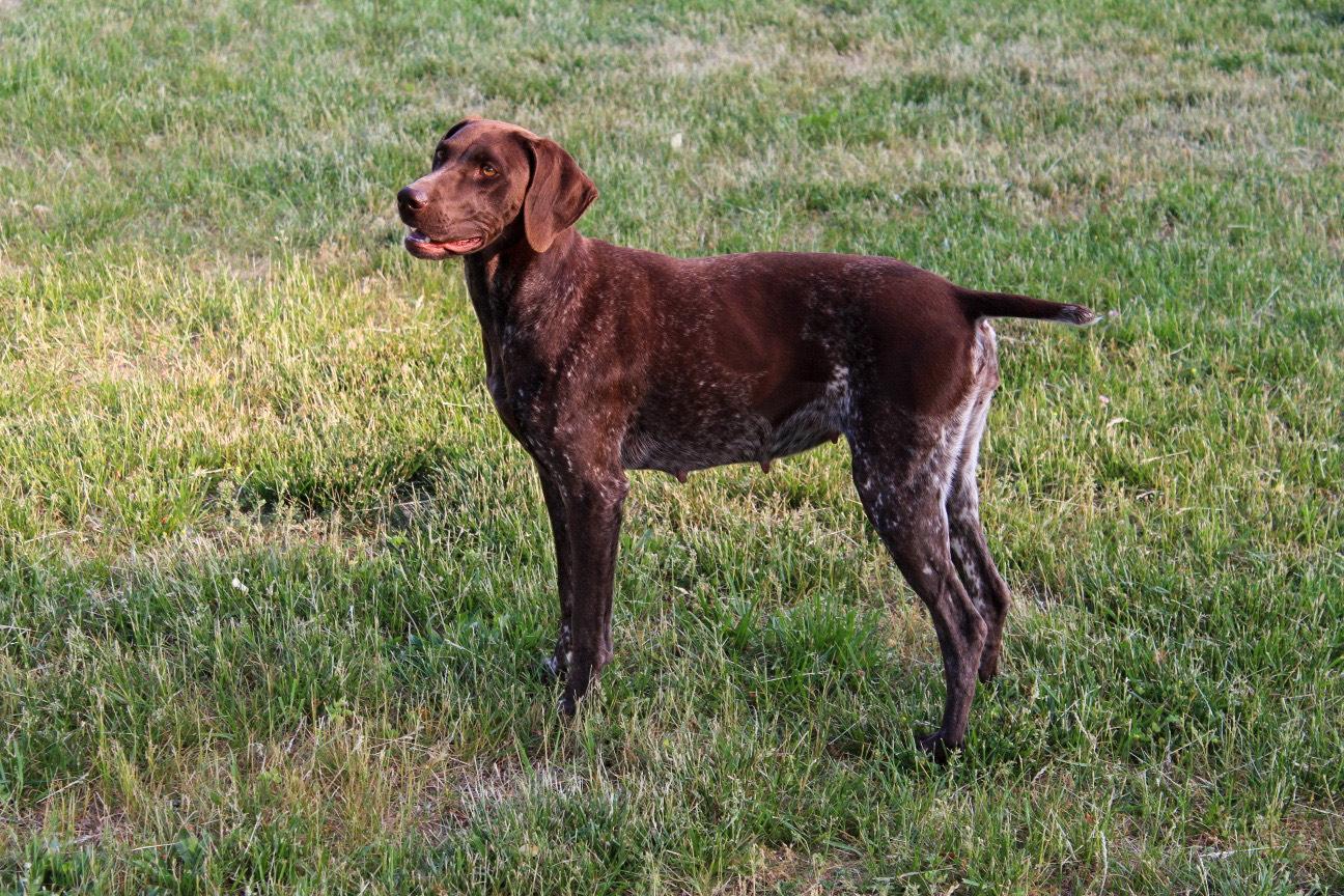 Brooke's GSPs in Michigan German Shorthaired Pointer puppies Good Dog