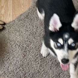 Pomskies from Allis Palace Pomskies