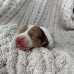 Chocolate And Tan Dapple Piebald - Dapple female Dachshund puppy in Blackstone, Virginia from Cheyenne's Dachshunds
