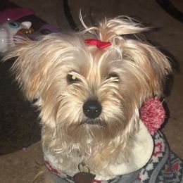 Yorkipoos and Yorkshire Terriers from Furry Friends