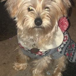 Yorkipoos and Yorkshire Terriers from Furry Friends