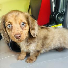 Girl 4 - Dapple female Dachshund puppy in Oklahoma from DRB Dachshunds
