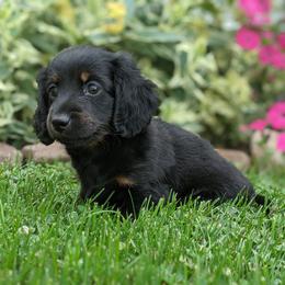 Dachshund Puppies from Iowa Dachshunds