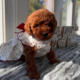 Bonnie - Red  female Goldendoodle puppy in Frederick, Maryland from Honey Blossom Doodles