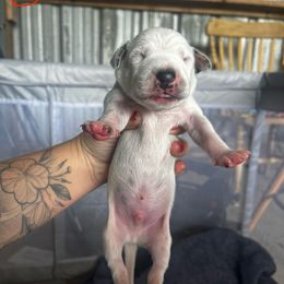 Green Boy - White and black male Dalmatian puppy in Lakeland, Florida from Ink Spot Canines