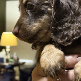 Bruno - Chocolate and tan male Dachshund puppy in Salem, Oregon from Ide's of March Dachshunds