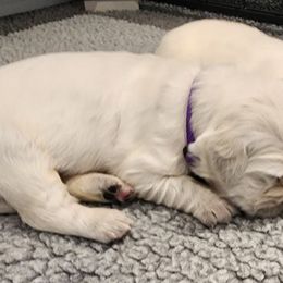 Golden Retriever Puppies from Golden West English Creams