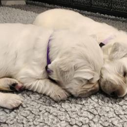 Golden Retriever Puppies from Golden West English Creams