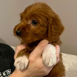 Nugget - Red  Goldendoodle puppy in Dayton, Tennessee from MK Goldendoodles