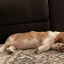 Basset Hound Puppies from Fancy Hounds