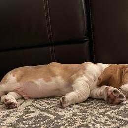 Basset Hound Puppies from Fancy Hounds