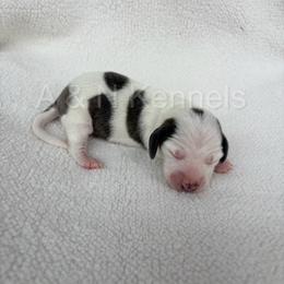 Male 2 - Brindle Extreme Piebald - Piebald male Dachshund puppy in Brandon, Mississippi from A & N Kennels