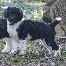 Olive - Parti female Goldendoodle puppy in Lancaster, Pennsylvania from Doodles in the Skye