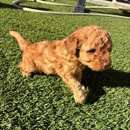 AKC boy 1 - Red  male Poodle puppy in Maricopa, Arizona from La Petite poodle