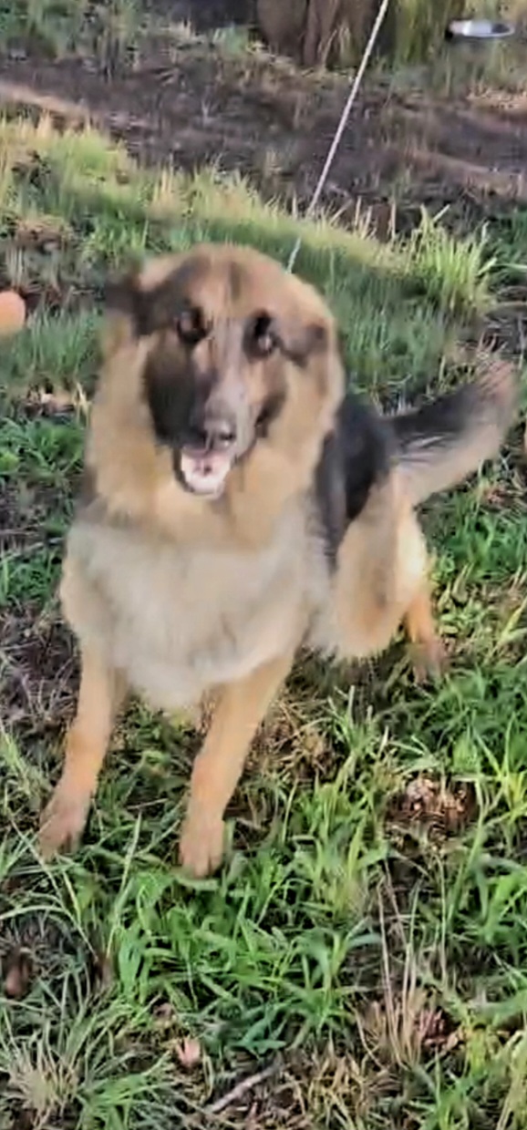 Nebby - German Shepherd