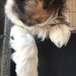 Shih Tzu Puppies from Willow Lane Shih Tzus