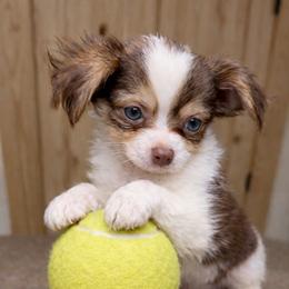 Bourbon - Chocolate and white male Chihuahua puppy in Drumright, Oklahoma from Fancy Pants Chihuahua’s