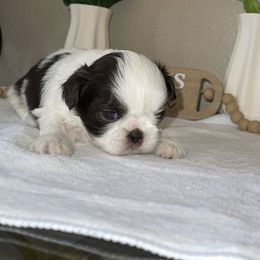 Leo - Liver and white male Shih Tzu puppy in Oak Hills, California from High Desert  Shih Tzu