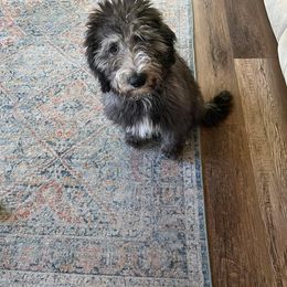 Sheepadoodle All Grown Up from Clevenger’s Sheepadoodle Fur Baby Farm