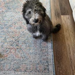Sheepadoodle All Grown Up from Clevenger’s Sheepadoodle Fur Baby Farm
