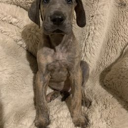 Noisy - Brindle male Great Dane puppy in Somerset, Ohio from Quarter Creek Danes