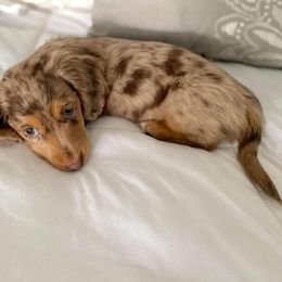 Dachshund Puppies from ForeversEdge Doxies
