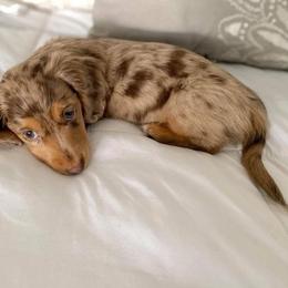 Dachshund Puppies from ForeversEdge Doxies