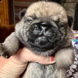 Barney - Fawn male Pug puppy in Saint Pauls, North Carolina from Copperfield’s Goldens