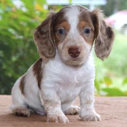 Moby Purebred DNA Tested Parents Health Certified Family Raised - Dapple male Dachshund puppy in Haines City, Florida from Divine Poodle Paradise Standard Poodles & Divine Dachshunds
