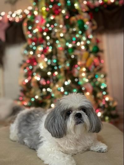 Rocky Ridge Kennels in Mississippi | Shih Tzu puppies | Good Dog