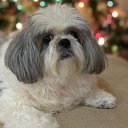 Shih Tzus from Rocky Ridge Kennels