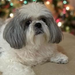 Shih Tzus from Rocky Ridge Kennels
