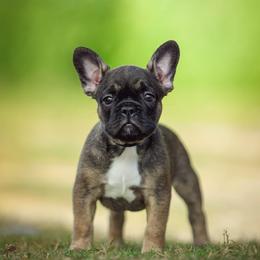 La Belle Marguerite - Fawn female French Bulldog puppy in Baytown, Texas from Le Grande Bulldogs