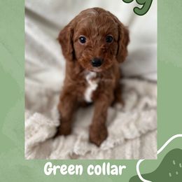 Cavapoo and Poodle Puppies from Cara Howell