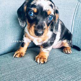 Dachshund Puppies from Lavender and Willow Dachshunds