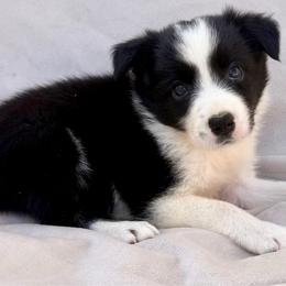 Black Male - Black and white male Border Collie puppy in Okeechobee, Florida from Cowtown Corgis & Border Collies