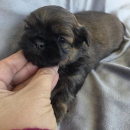 Loki - Gold male Shih Tzu puppy in Waynesboro, Pennsylvania from Big Win Shih Tzus