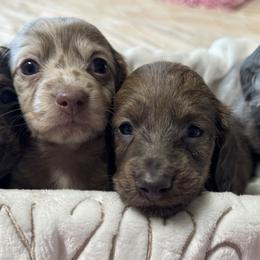 Beau - Blue and tan male Dachshund puppy in Bentonville, Arkansas from Boujee Buns Dachshunds