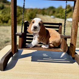Collin - Lemon and white male Basset Hound puppy in Bellaire, Ohio from Blessed Bassets