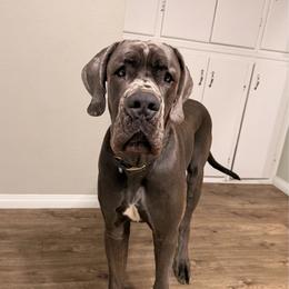 Murphy - Blue male Great Dane puppy in Plano, Texas from Blue Thunder Danes