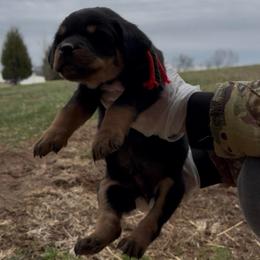 Red and Green Collar - Black and rust male Rottweiler puppy in Brandenburg, Kentucky from Boss Rottweiler Haus