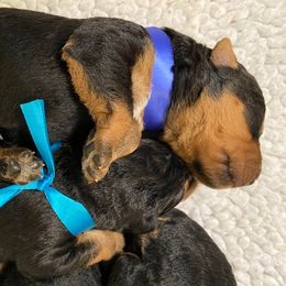 Boy 2 - male Airedale Terrier puppy in Clyde, Ohio from Stillwaters Airedales