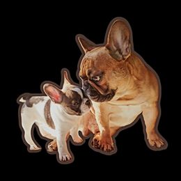 French Bulldog puppies from Belleau Wood French Bulldog Manor & Folsom's House of Blues
