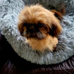 Ragamuffin - Red female Shih Tzu puppy in Cartersville, Georgia from 100 Acre Woods Shih Tzu Plantation
