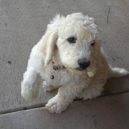 Calvin - White male Poodle puppy in Aurora, Colorado from Simply Amazing Doodles
