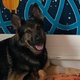 Matja - German Shepherd